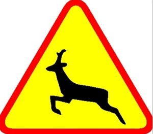 Uwaga na leśne zwierzęta na jezdni!