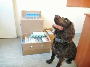 Pies służbowy pilnuje zabezpieczonych papiersów