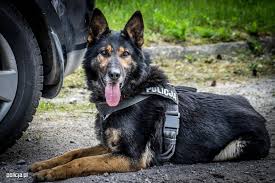 policyjny pies