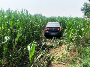 samochód w polu kukurydzy