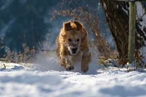 pies biegnący po śniegu