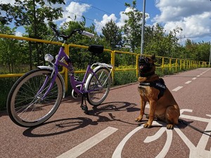 Rower na ścieżce obok pies.