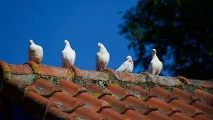 Gołębie siedzące na dachu