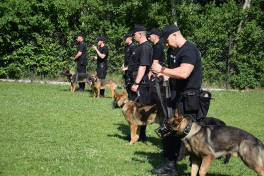 Pokaz posłuszeństwa psów policyjnych, na zdjęciu 7 policjantów z psami służbowymi, Dni Bezpieczeństwa Bartniki