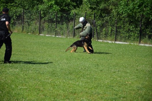 Pokaz wykorzystania psów służbowych, pies z pozorantem, z lewej strony policjant- Dni Bezpieczeństwa Bartniki