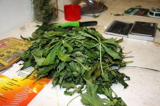 Częściowo przetworzony susz marihuany zabezpieczony przez policjantów.